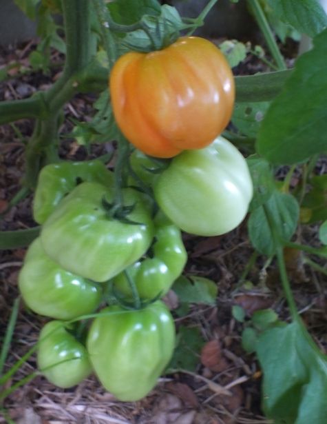 Selbo's ribbed red cherry photo Selbosribbedredcherry_zps519eb2eb.jpg